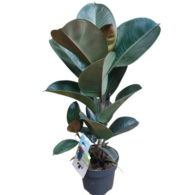Ficus Elastica Robusta – Каучуково дърво | cvetia.top
