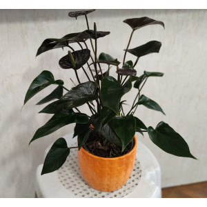 Антуриум с кафяви ( Шоколадови ) цветове