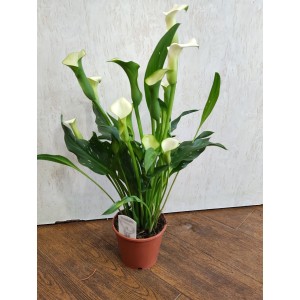 Изискана Кала в саксия „Стилен акцент“