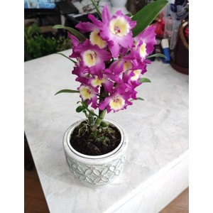 Орхидея Дендробиум „Екзотична перла“ 