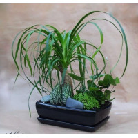 СТАЙНИ И ГРАДИНСКИ ЦВЕТЯ